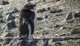 Moulting Adelie penguin