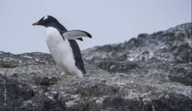 Spot Gentoo penguins in Antarctica