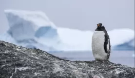 Look for Gentoo penguins on your cruise!
