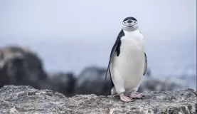Visit a chinstrap penguin colony