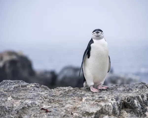 Visit a chinstrap penguin colony