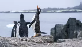 Look for Gentoo penguins