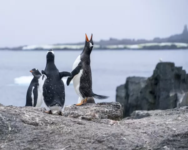 Look for Gentoo penguins