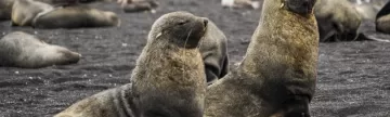 Admire Antarctic fur seals