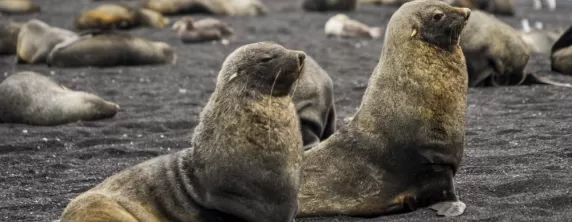 Admire Antarctic fur seals