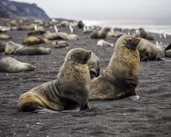 Admire Antarctic fur seals