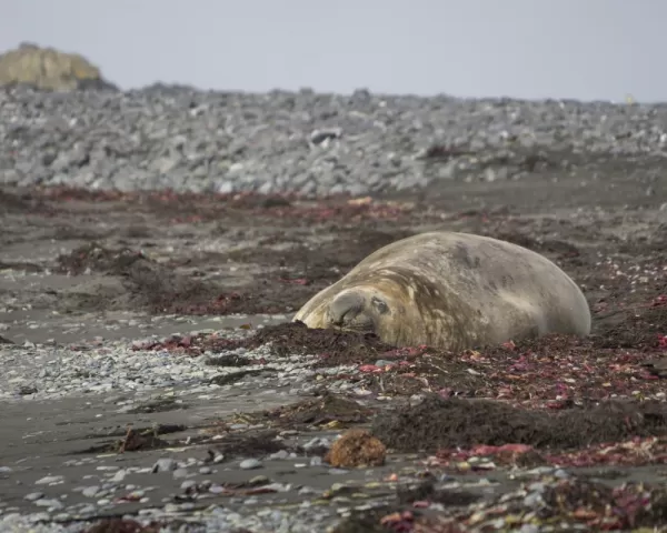 Elephant seal in the South Shetlands