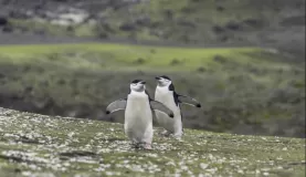 Chinstrap penguins chasing each other across the volcanic landscape
