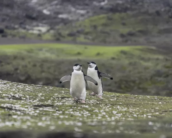 Chinstrap penguins chasing each other across the volcanic landscape