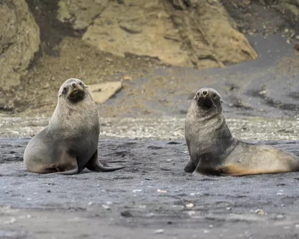 Fur seals eyeing visitors to their island