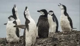 Chinstrap penguins making some noise!