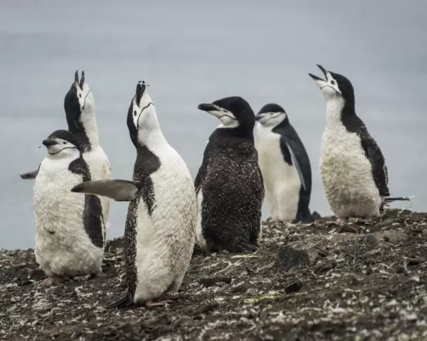 Chinstrap penguins making some noise!