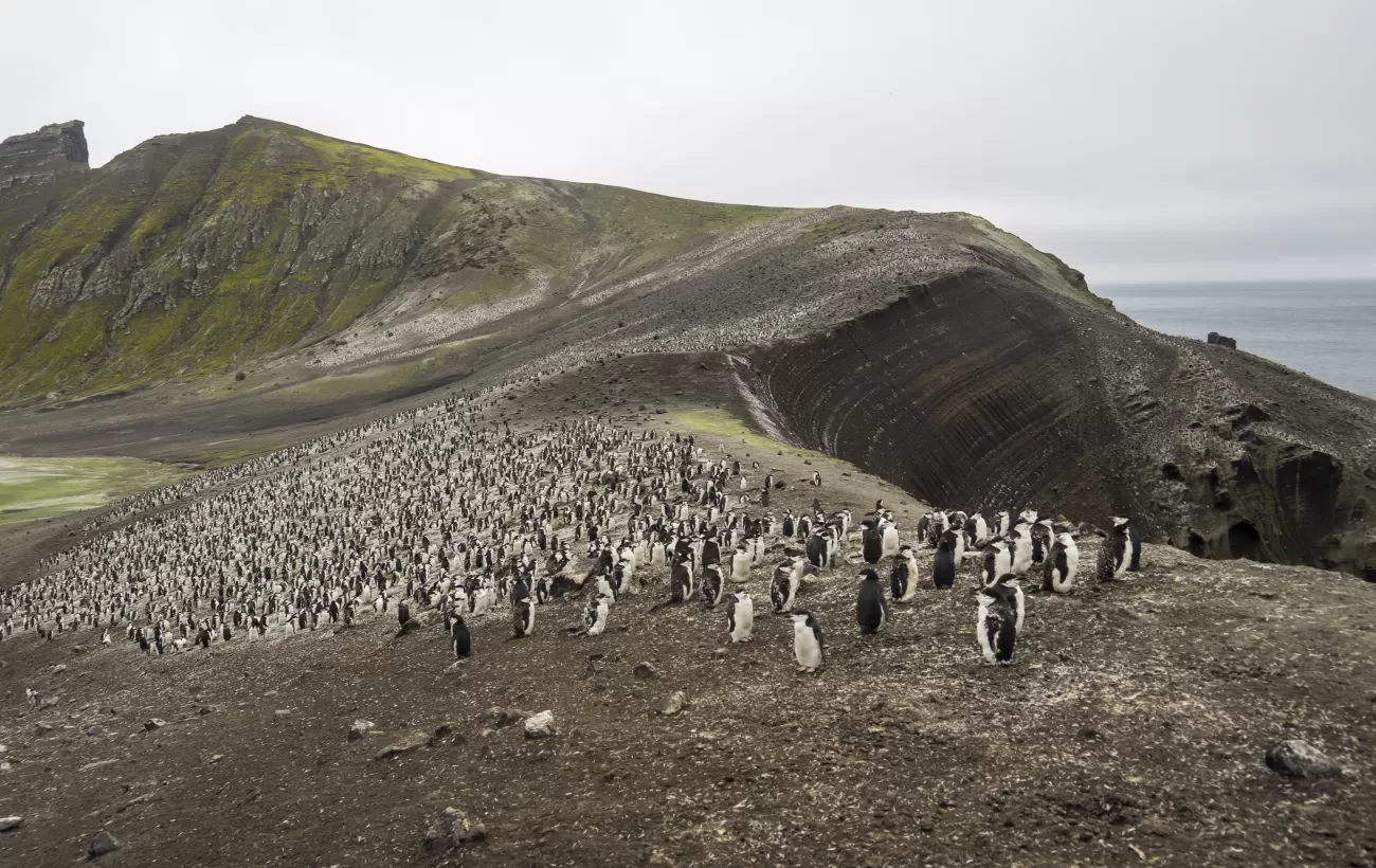 Visiting a chinstrap penguin colony on Deception Island