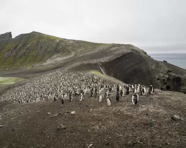 Visiting a chinstrap penguin colony on Deception Island