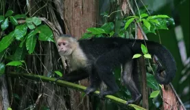 White-faced monkey--Tortuguero