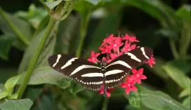 A butterfly at La Paz Waterfall Garden