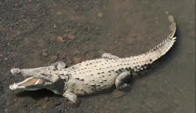 American Crocodile near Quepos