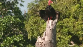 Vulture--La Cusinga