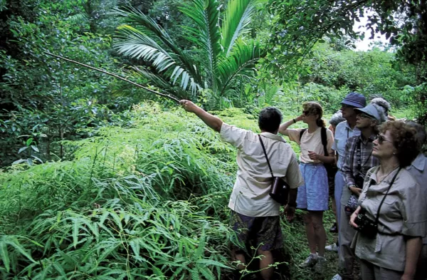 Taking a jungle walk and looking for wildlife