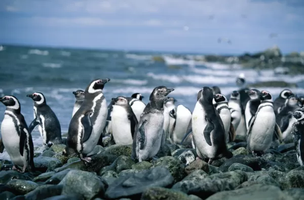 Group of Megellanic Penguins