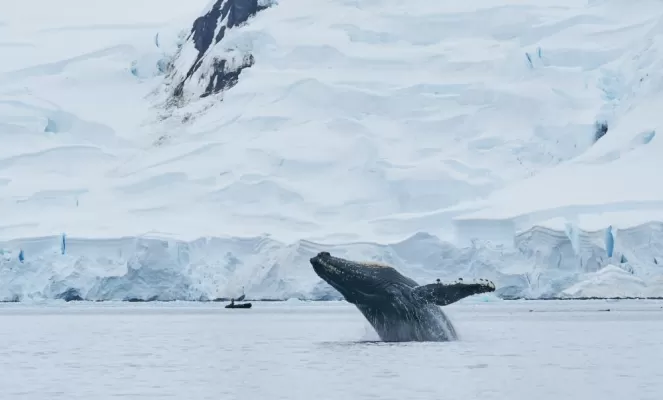 A humpback whale breached right in front of us in Fournier Bay!
