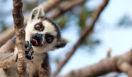 Look for ring-tailed lemurs in the trees of Madagascar