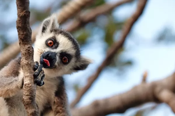 Look for ring-tailed lemurs in the trees of Madagascar