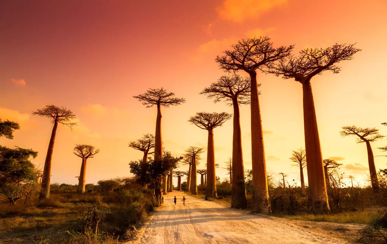 Striking baobab trees lit by the sunset in Madagascar