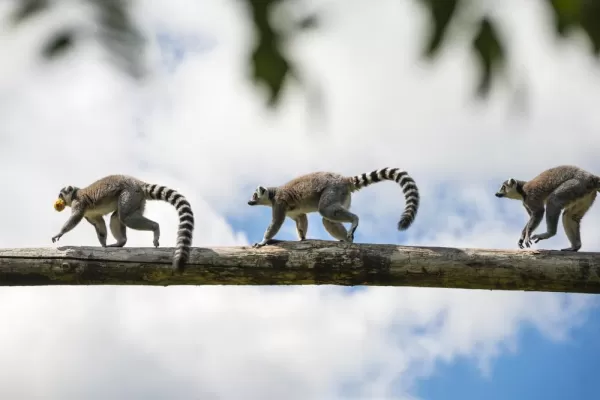 Look for ring-tailed lemurs