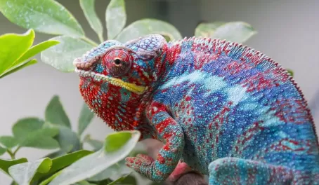 Panther chameleon in Madagascar