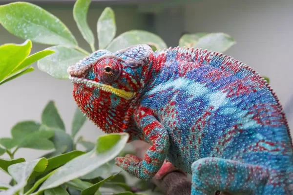Panther chameleon in Madagascar