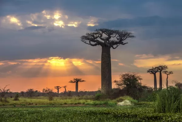 Sunset over the distinctive baobab trees of Madagascar