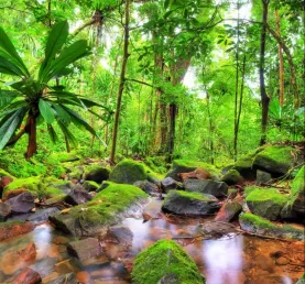 Explore the lush rainforests of Madagascar