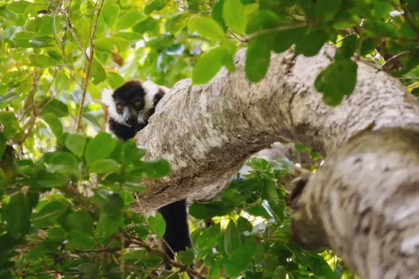 Black-and-white ruffed lemur in Madagascar