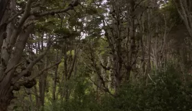 Trees in Tierra del Fuego National Park
