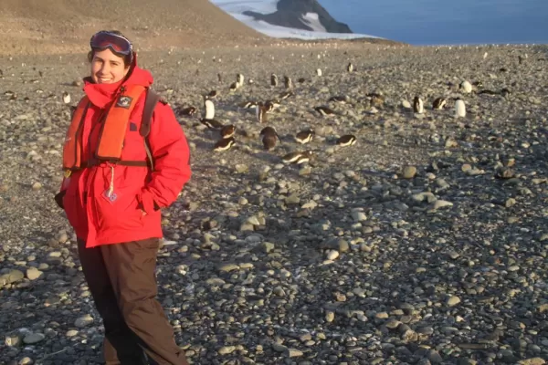 Gentoo Penguin colony at Yankee Harbor