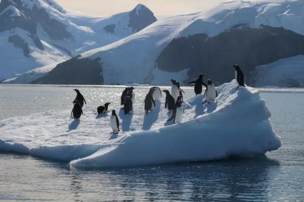 Gentoo Penguins floating on an iceberg
