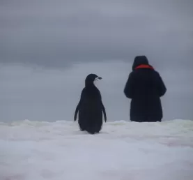 A penguin observing a human