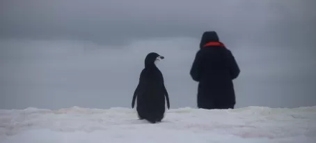A penguin observing a human