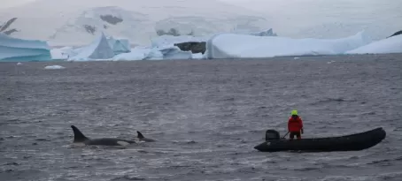 Orcas chasing a zodiac