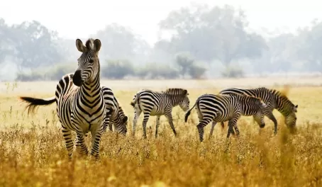 Look for herds of zebra on the plains