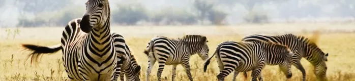 Look for herds of zebra on the plains