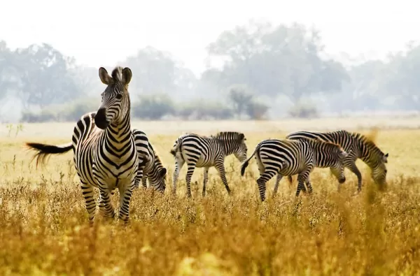 Look for herds of zebra on the plains
