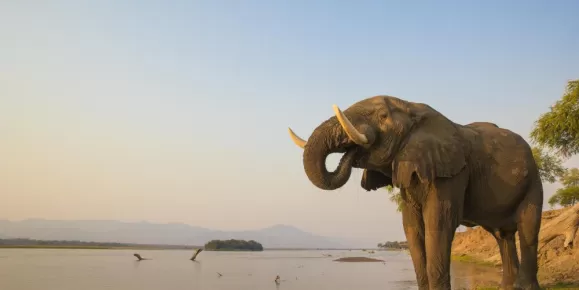 A bull elephant takes a drink