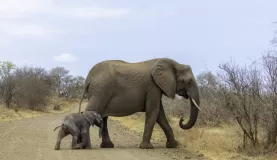 Mother and calf elephant seen on safari