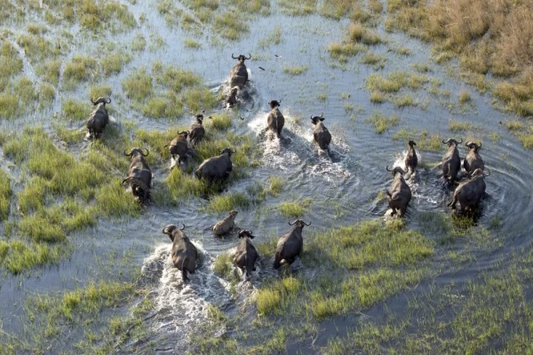 Buffalo migrate across the flooded plains