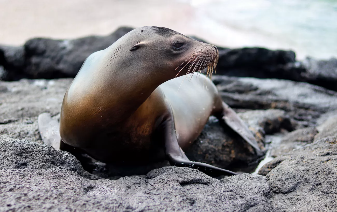 Galapagos Sea Lion