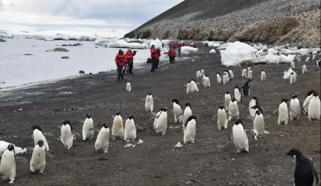 Devils Island landing with hundreds of thousands of Adelie penguins.