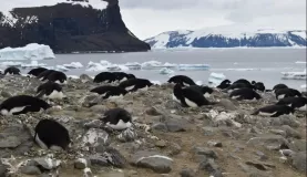 More Adelies guarding their eggs on rock nests on Devils Island.