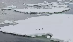 A few penguins on an iceberg in the Weddell Sea.